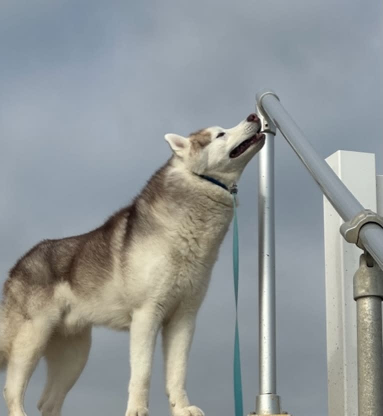 Dakines Afanasy Aleksei, a Siberian Husky tested with EmbarkVet.com