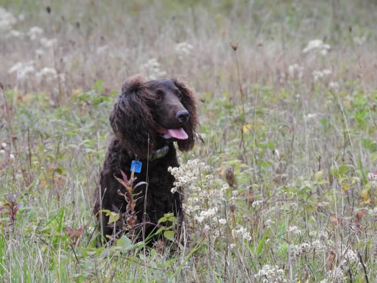 Little Brownies Dazzling Aurora, an American Water Spaniel tested with EmbarkVet.com