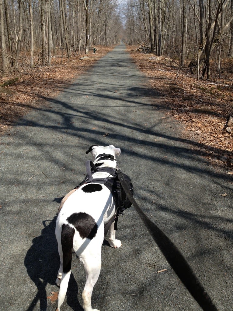 Charlie, an American Pit Bull Terrier and American Bulldog mix tested with EmbarkVet.com