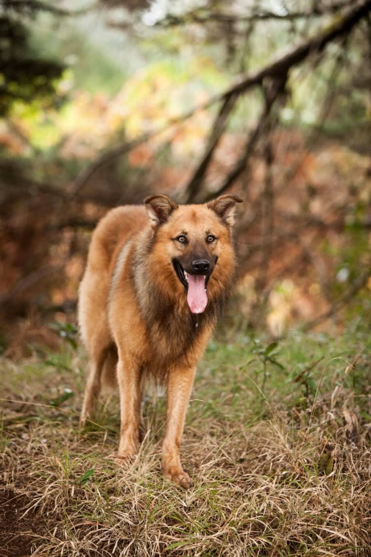 Simba, a German Shepherd Dog and Belgian Malinois mix tested with EmbarkVet.com