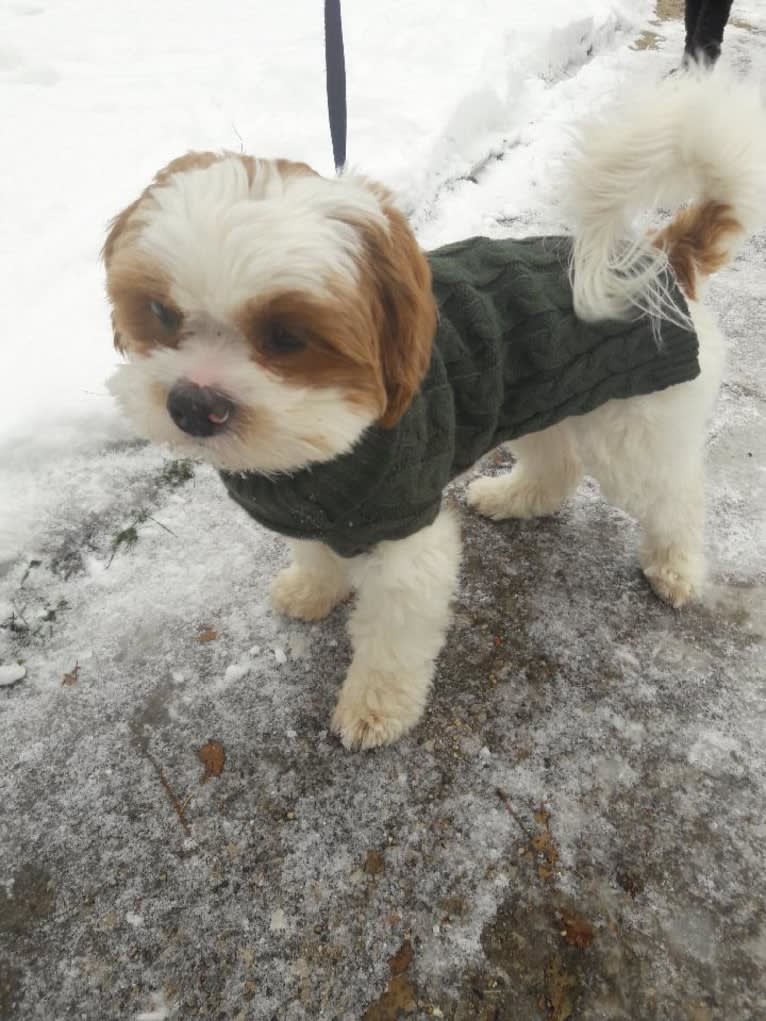 Charlie, a Shih Tzu and Pekingese mix tested with EmbarkVet.com