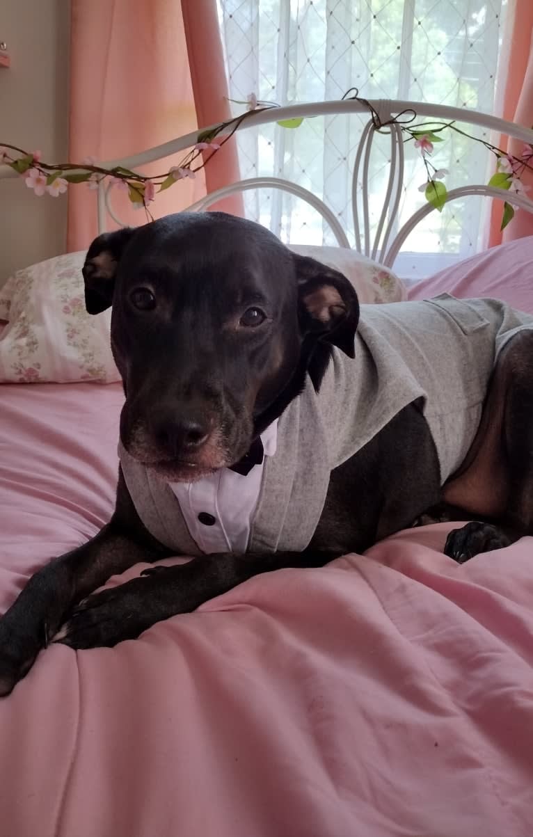 Kino, an American Pit Bull Terrier and Labrador Retriever mix tested with EmbarkVet.com