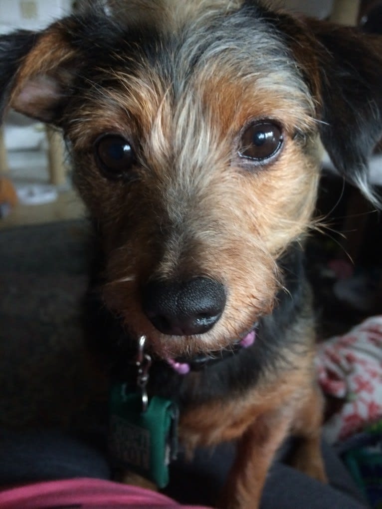 Tilly, a Dachshund and Rat Terrier mix tested with EmbarkVet.com