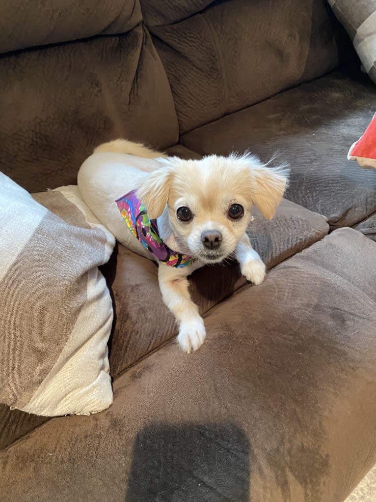 Loli, a Chihuahua and Pekingese mix tested with EmbarkVet.com