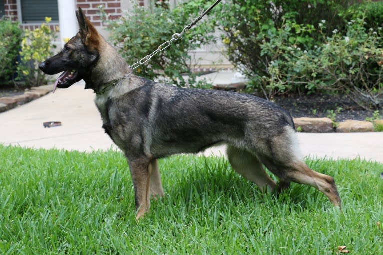 Banshee aus der Asche, a German Shepherd Dog tested with EmbarkVet.com