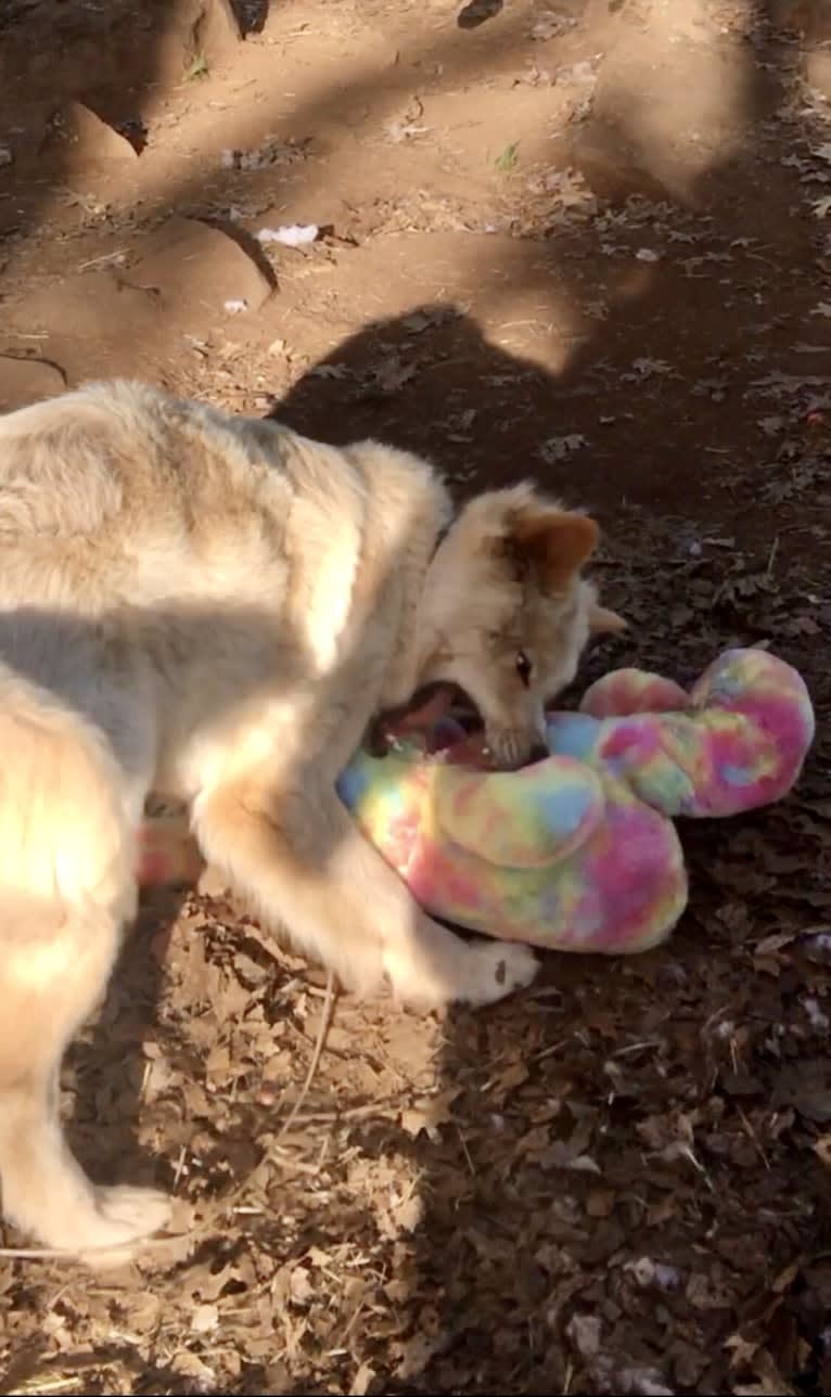 Sweet Pea, an Akita and American Bully mix tested with EmbarkVet.com