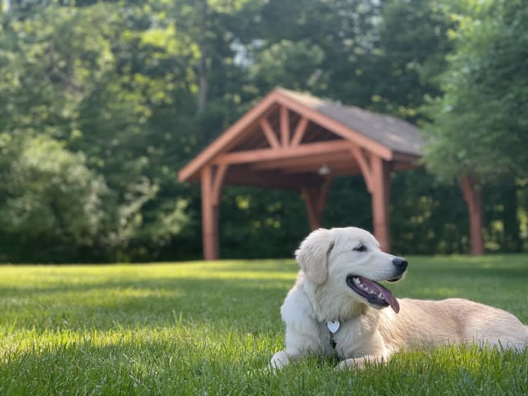 Whuzi, a Golden Retriever tested with EmbarkVet.com