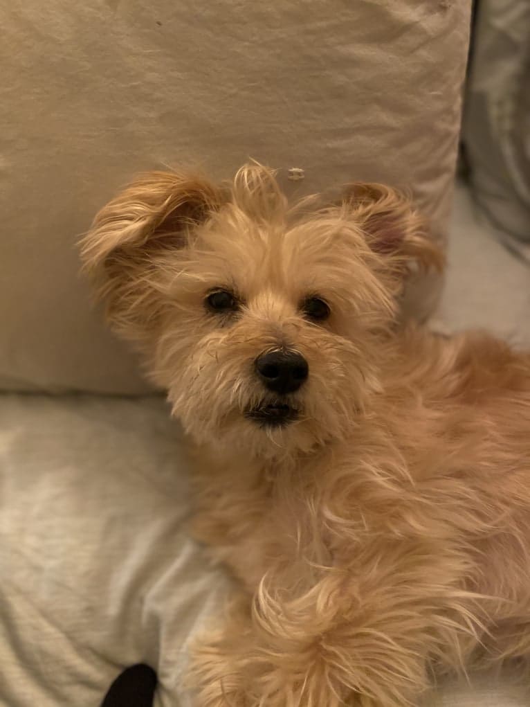 Buster, a Yorkshire Terrier and Coton de Tulear mix tested with EmbarkVet.com