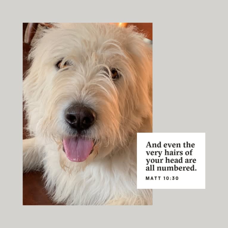 Phinehas, a Great Pyrenees and Komondor mix tested with EmbarkVet.com