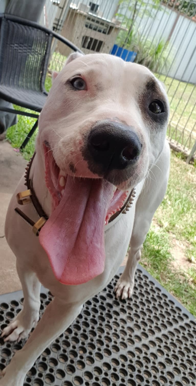 Zeus, an American Pit Bull Terrier and Australian Cattle Dog mix tested with EmbarkVet.com