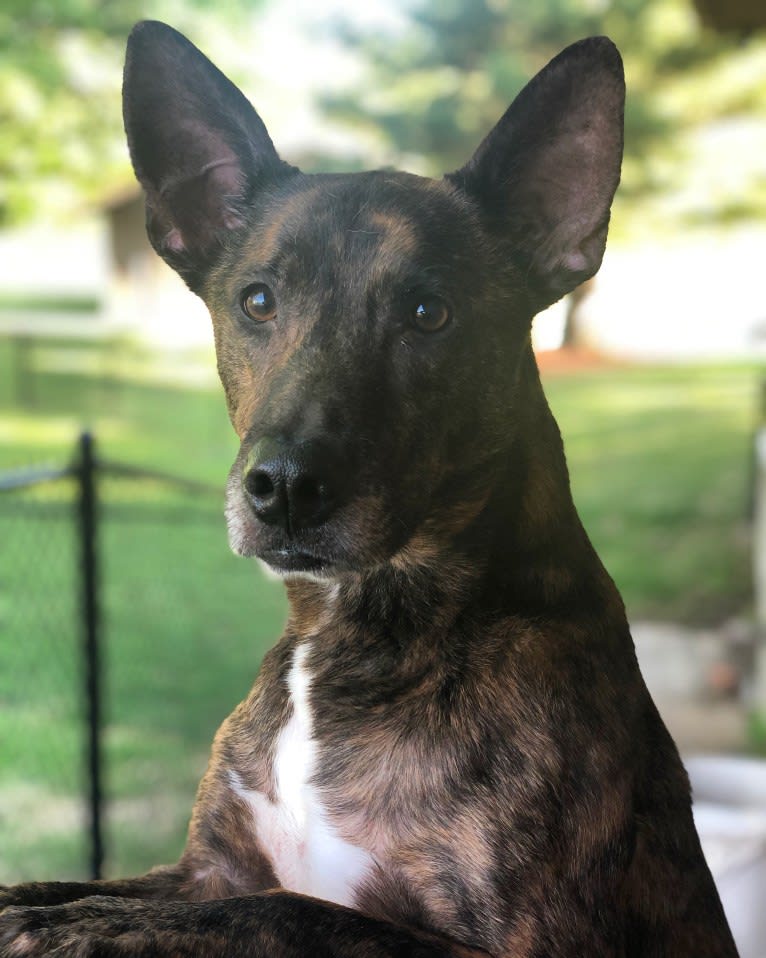 Dexter, a Melanesian Village Dog tested with EmbarkVet.com