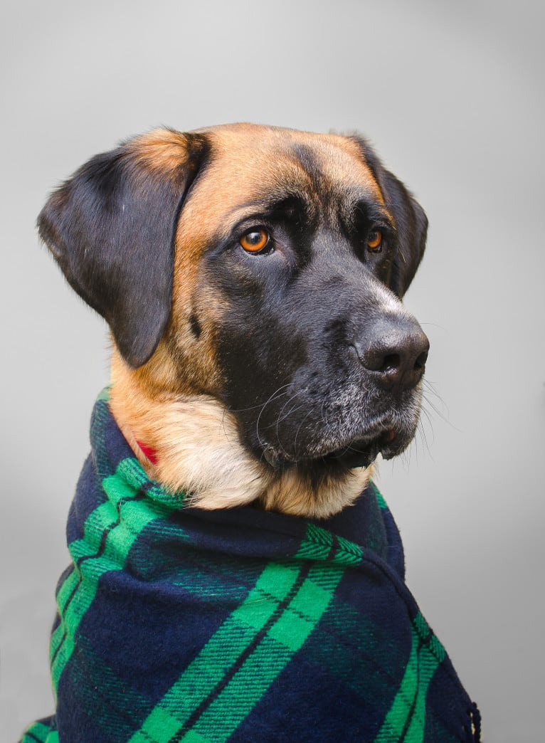 Friend, a Saint Bernard and German Shepherd Dog mix tested with EmbarkVet.com