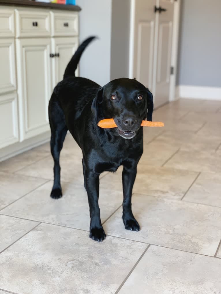 Tia, a Labrador Retriever tested with EmbarkVet.com