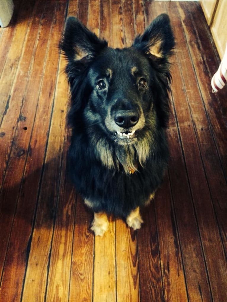 Cooper, a German Shepherd Dog and Golden Retriever mix tested with EmbarkVet.com