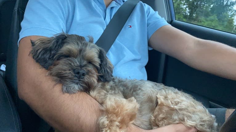 Dakota, a Shihpoo tested with EmbarkVet.com
