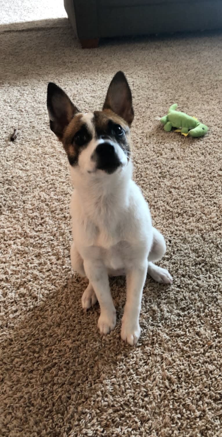 Fin, a Rat Terrier and Australian Cattle Dog mix tested with EmbarkVet.com