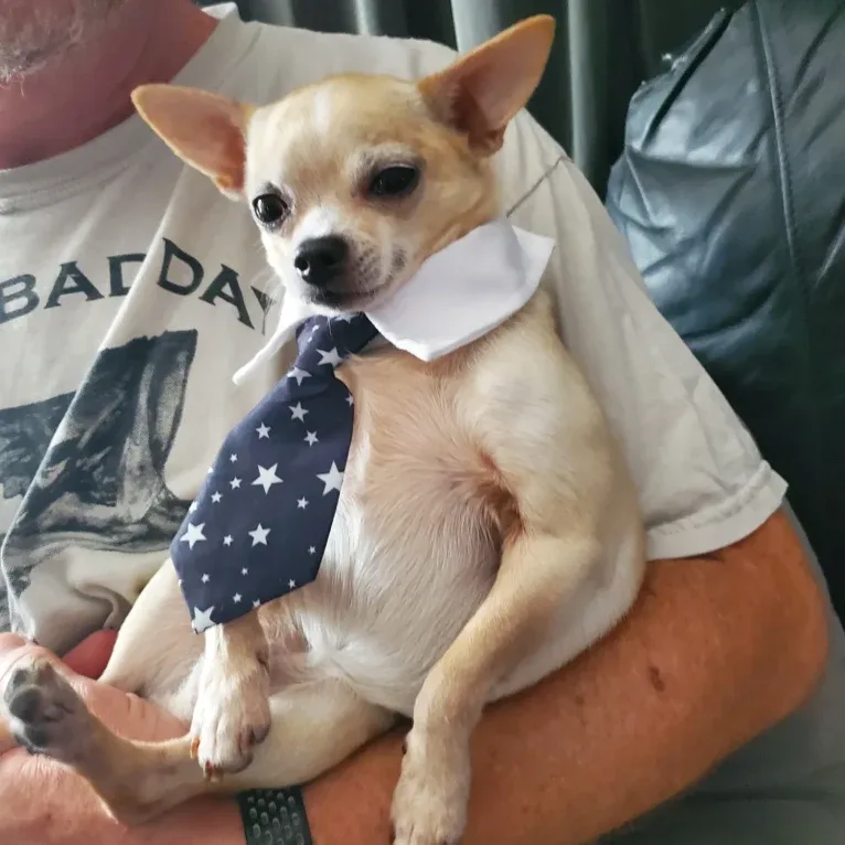 Boomer, a Chihuahua and Rat Terrier mix tested with EmbarkVet.com