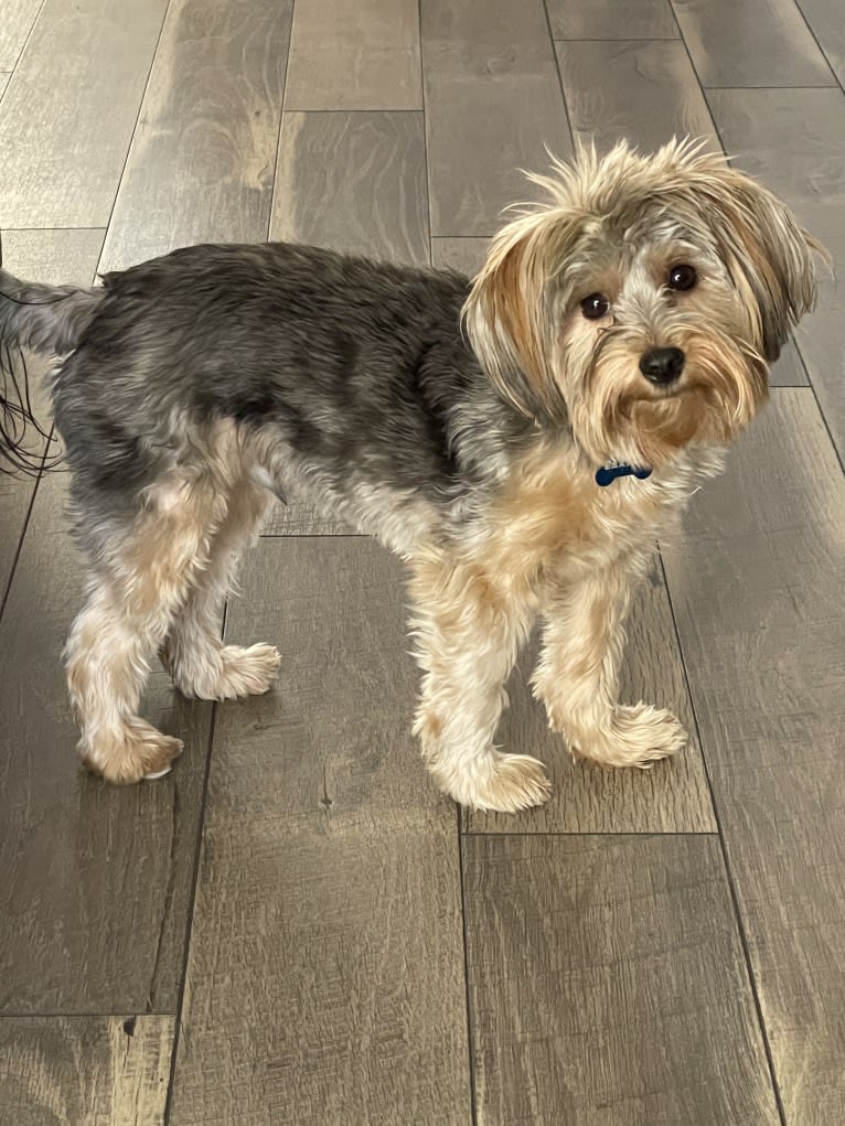 Baxter, a Yorkshire Terrier tested with EmbarkVet.com