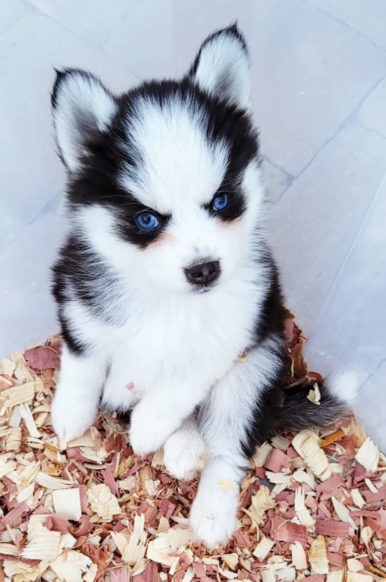 Little Halo, a Pomsky tested with EmbarkVet.com