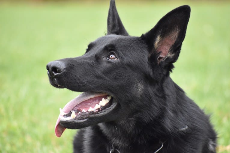 Arson, a German Shepherd Dog tested with EmbarkVet.com