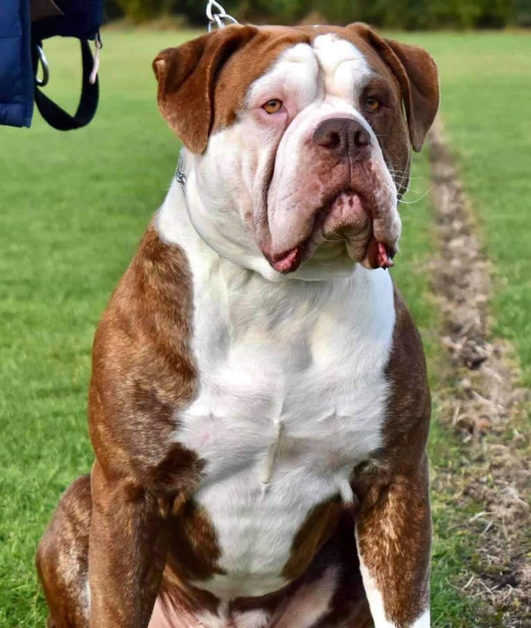 Maverick, an Alapaha Blue Blood Bulldog tested with EmbarkVet.com