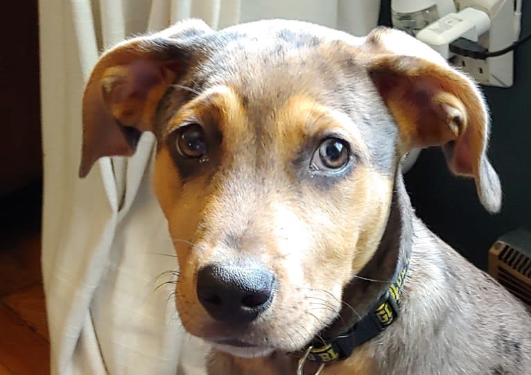 Ramen Noodle, an Australian Cattle Dog and Catahoula Leopard Dog mix tested with EmbarkVet.com