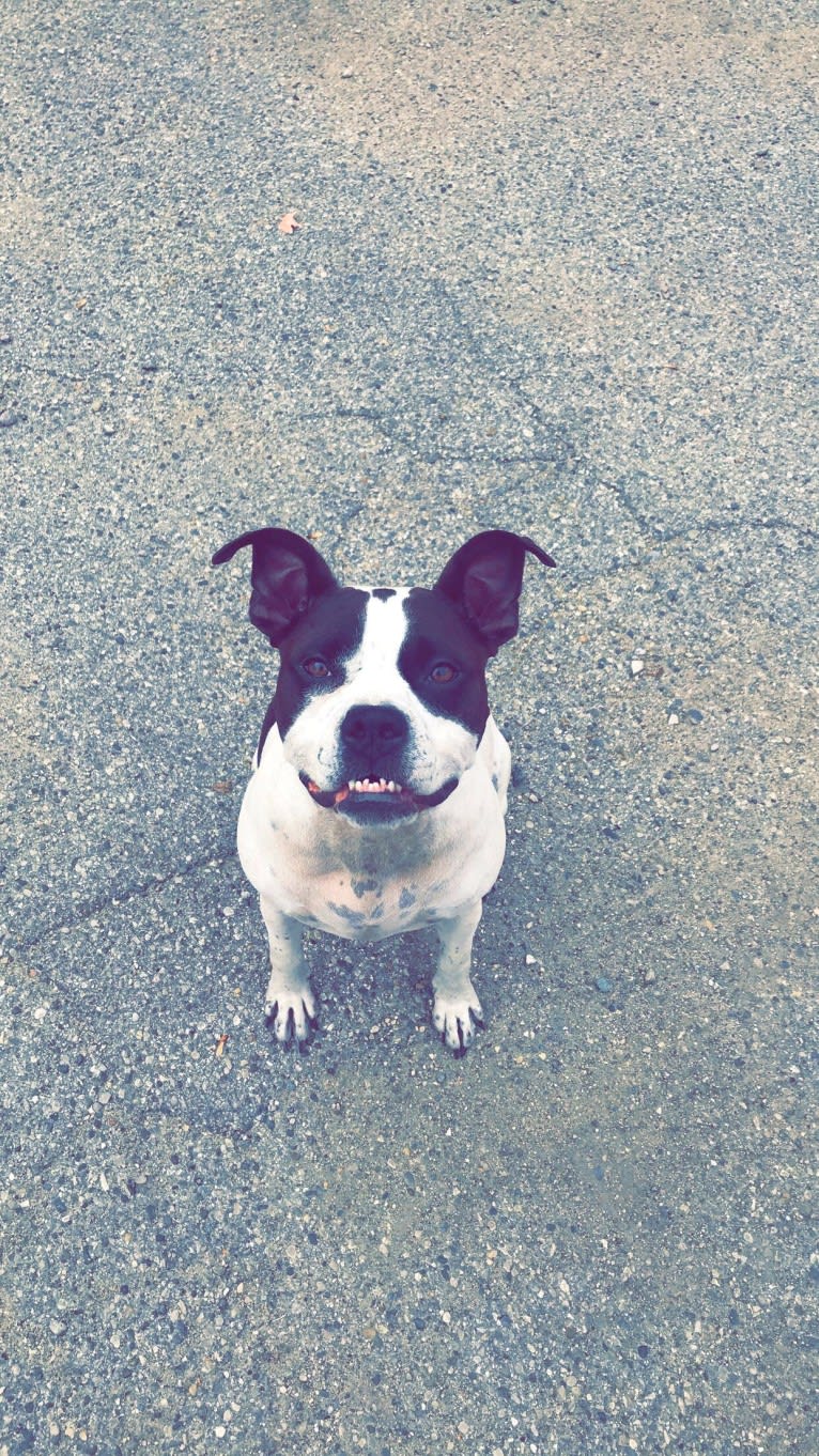 Dojah, an American Pit Bull Terrier and American Staffordshire Terrier mix tested with EmbarkVet.com