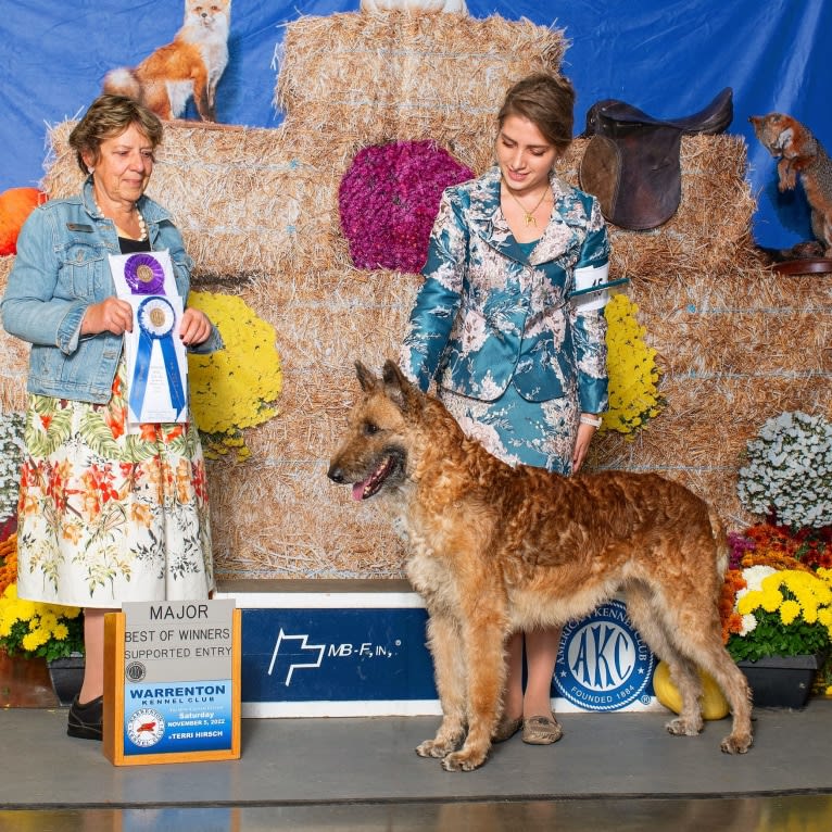 Flaxfield's Lipstick On Your Collar, a Belgian Shepherd tested with EmbarkVet.com