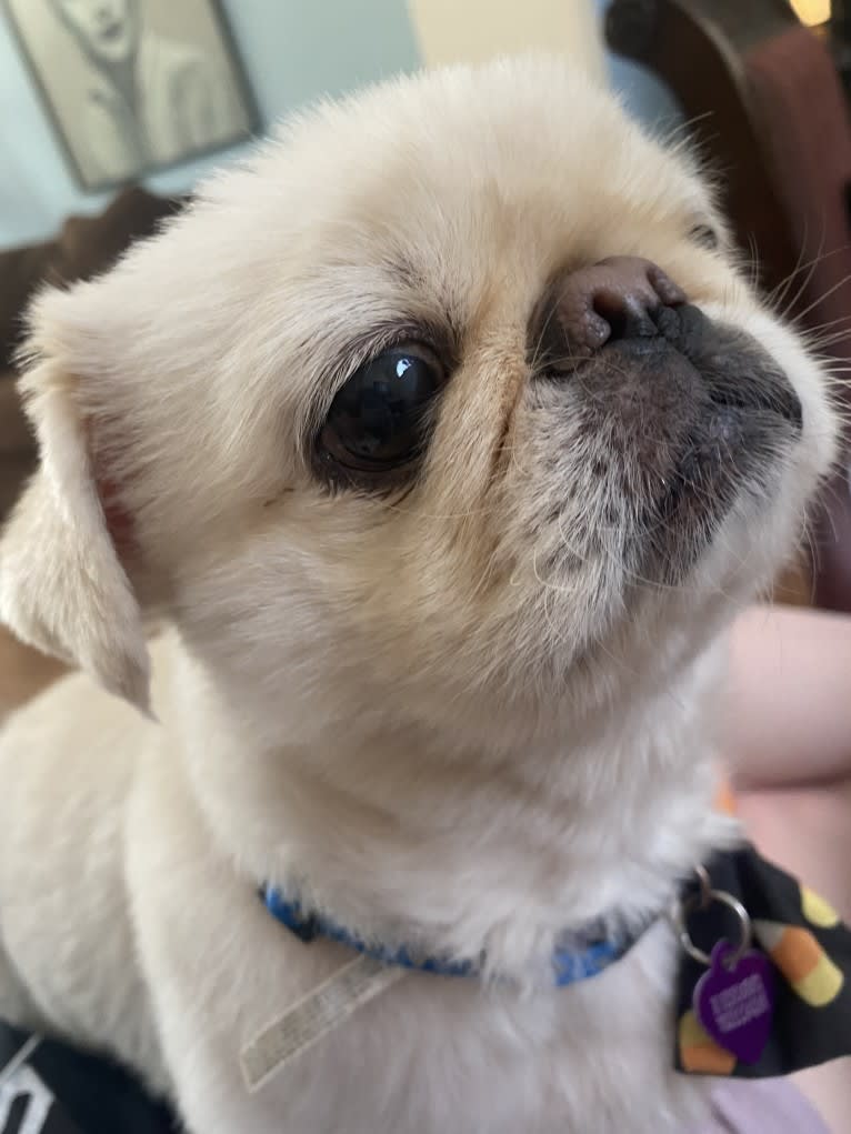 Pablo, a Pekingese tested with EmbarkVet.com