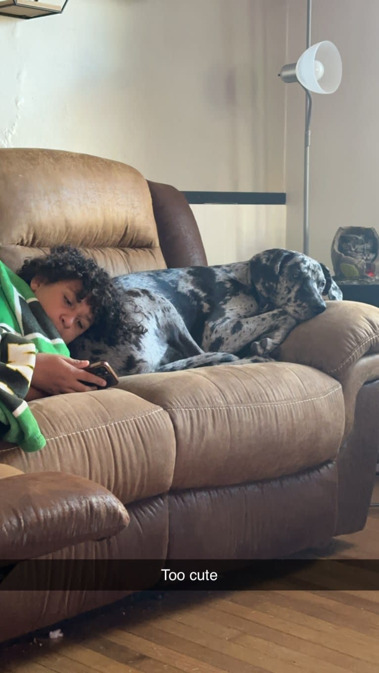 Dream Hunter, a Great Dane tested with EmbarkVet.com
