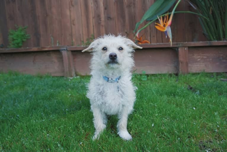 Laka, a Chihuahua and Poodle (Small) mix tested with EmbarkVet.com