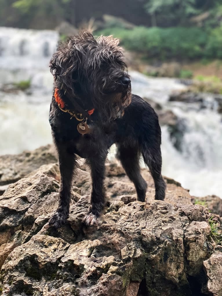 Poppy, a Miniature Schnauzer tested with EmbarkVet.com