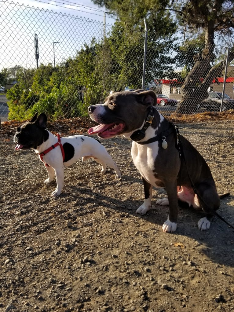 Koichi “Kohh”, a French Bulldog tested with EmbarkVet.com