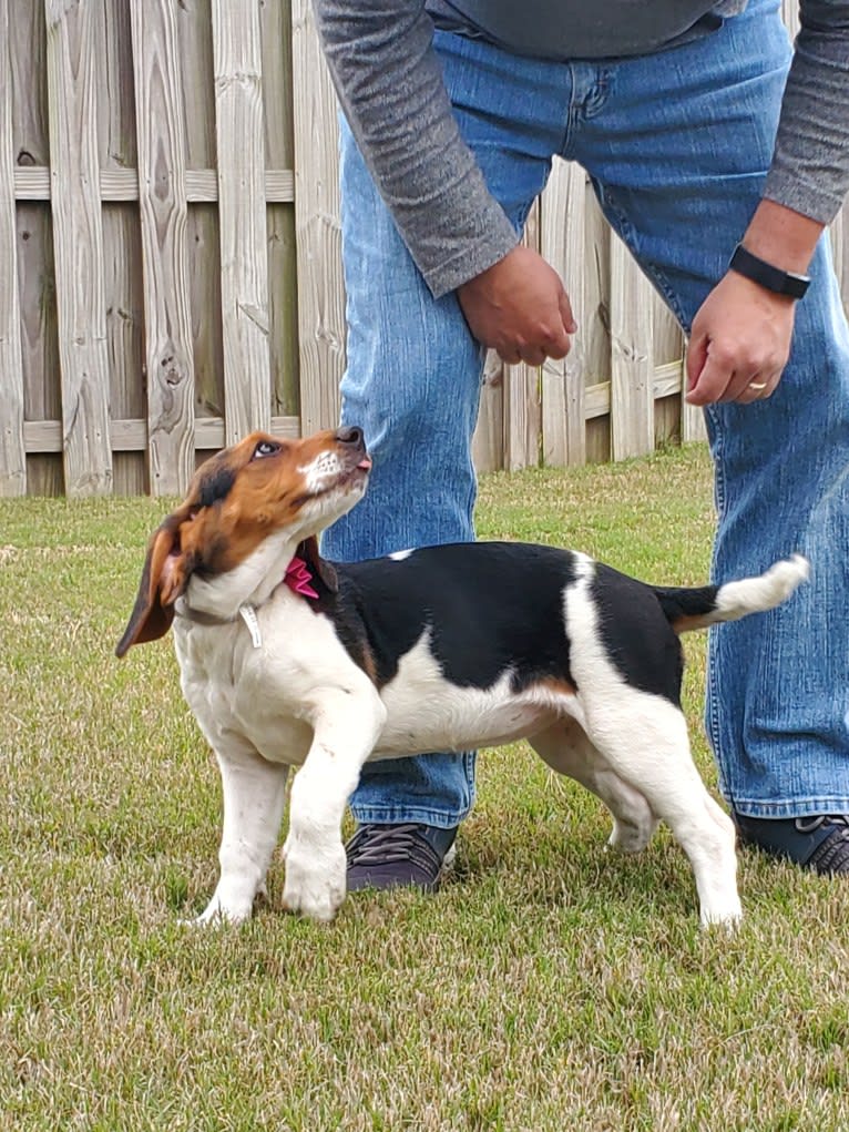 Lunatic, a Basset Hound and Boston Terrier mix tested with EmbarkVet.com