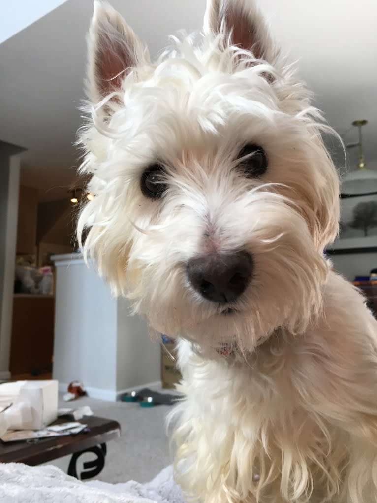 Dylan, a West Highland White Terrier tested with EmbarkVet.com