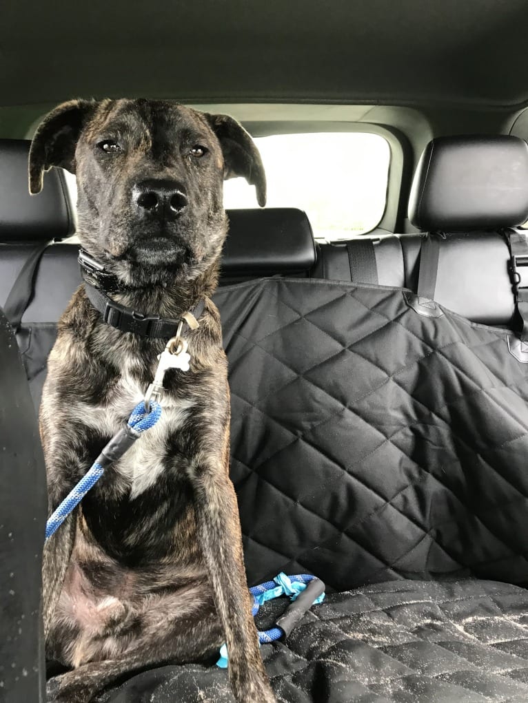 Ragu, an American Pit Bull Terrier and Siberian Husky mix tested with EmbarkVet.com