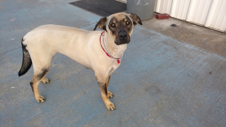 Wendy, a Rottweiler and Belgian Malinois mix tested with EmbarkVet.com