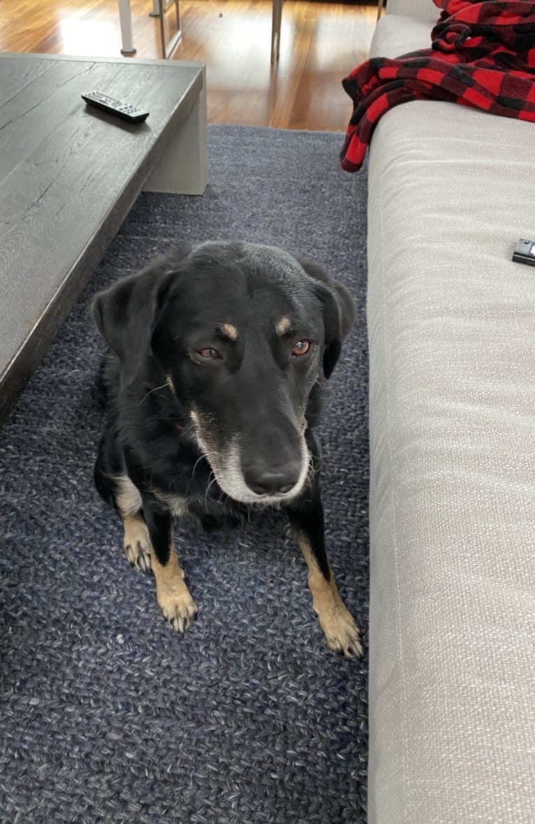 Atlas, an Australian Shepherd and Border Collie mix tested with EmbarkVet.com