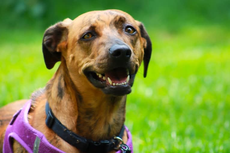 Lyza, a Catahoula Leopard Dog and American Pit Bull Terrier mix tested with EmbarkVet.com