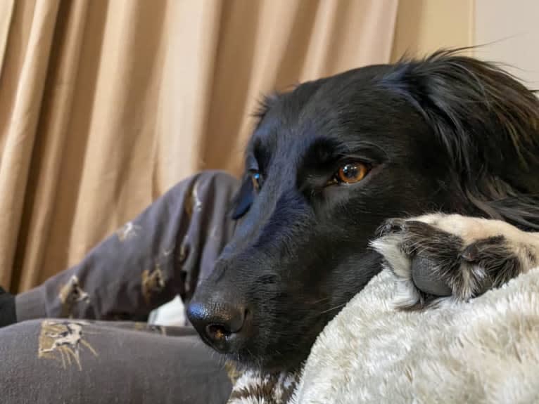 Aloe Vera, a Rottweiler and Border Collie mix tested with EmbarkVet.com