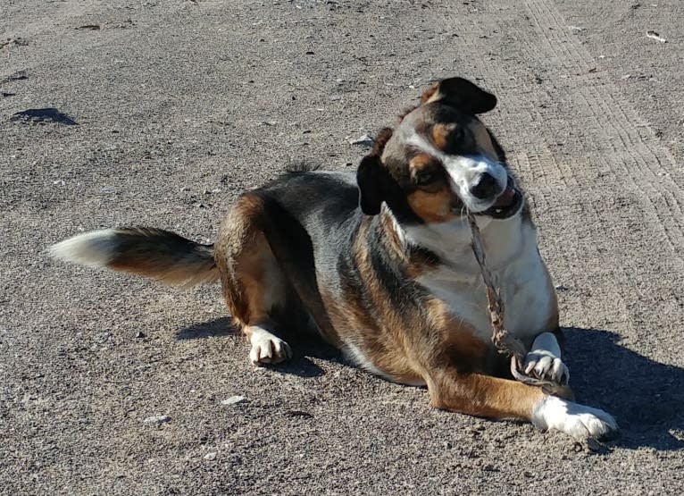 Scatter, an American Pit Bull Terrier and Australian Cattle Dog mix tested with EmbarkVet.com