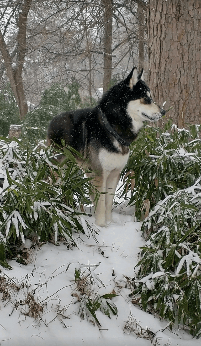 Polo aka Wolfy a dog tested with EmbarkVet.com