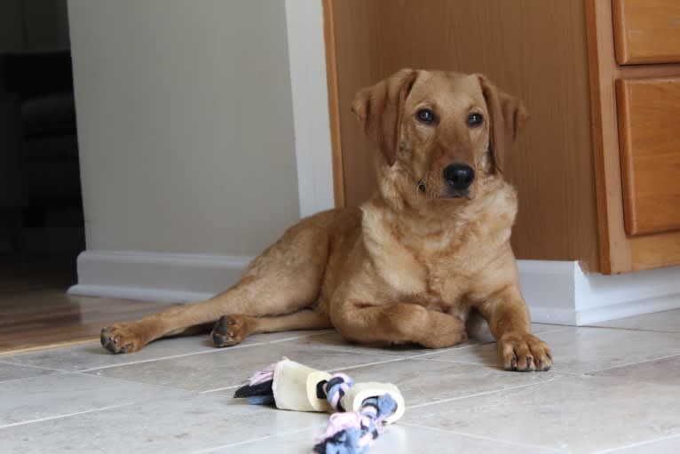 Murphy, a Labradoodle tested with EmbarkVet.com