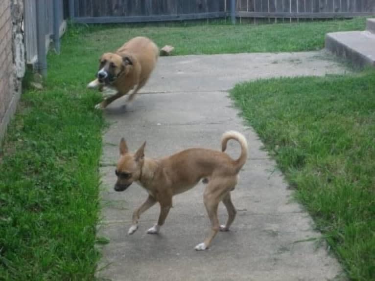 Harley, an American Pit Bull Terrier and Chow Chow mix tested with EmbarkVet.com