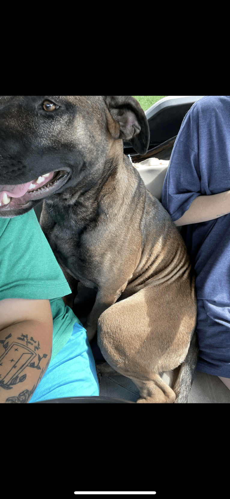 Duke, an American Pit Bull Terrier and Siberian Husky mix tested with EmbarkVet.com