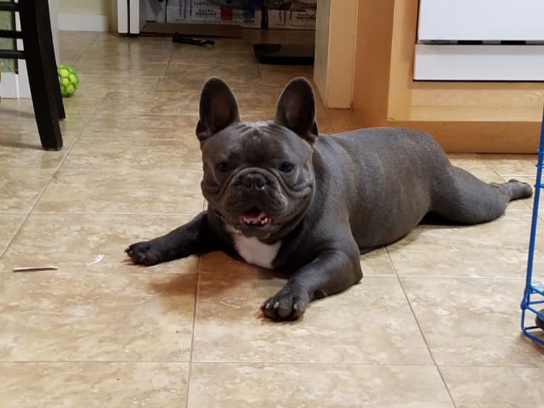 Axel, a French Bulldog tested with EmbarkVet.com