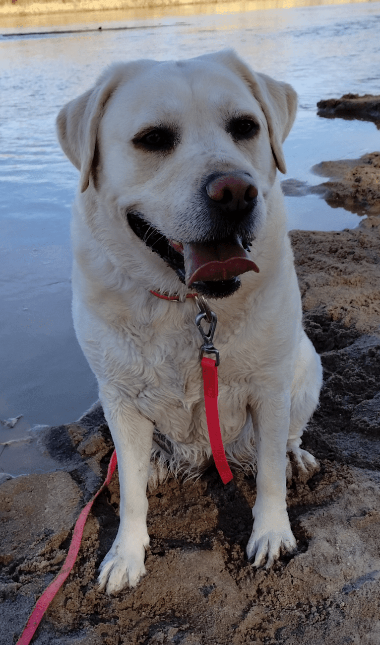 Missy, a Labrador Retriever tested with EmbarkVet.com