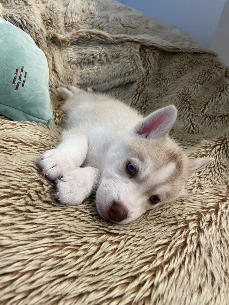 Azul, a Siberian Husky and Alaskan Malamute mix tested with EmbarkVet.com