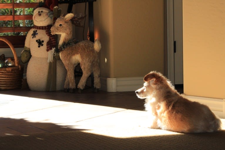 Brix, a Chihuahua and Poodle (Small) mix tested with EmbarkVet.com
