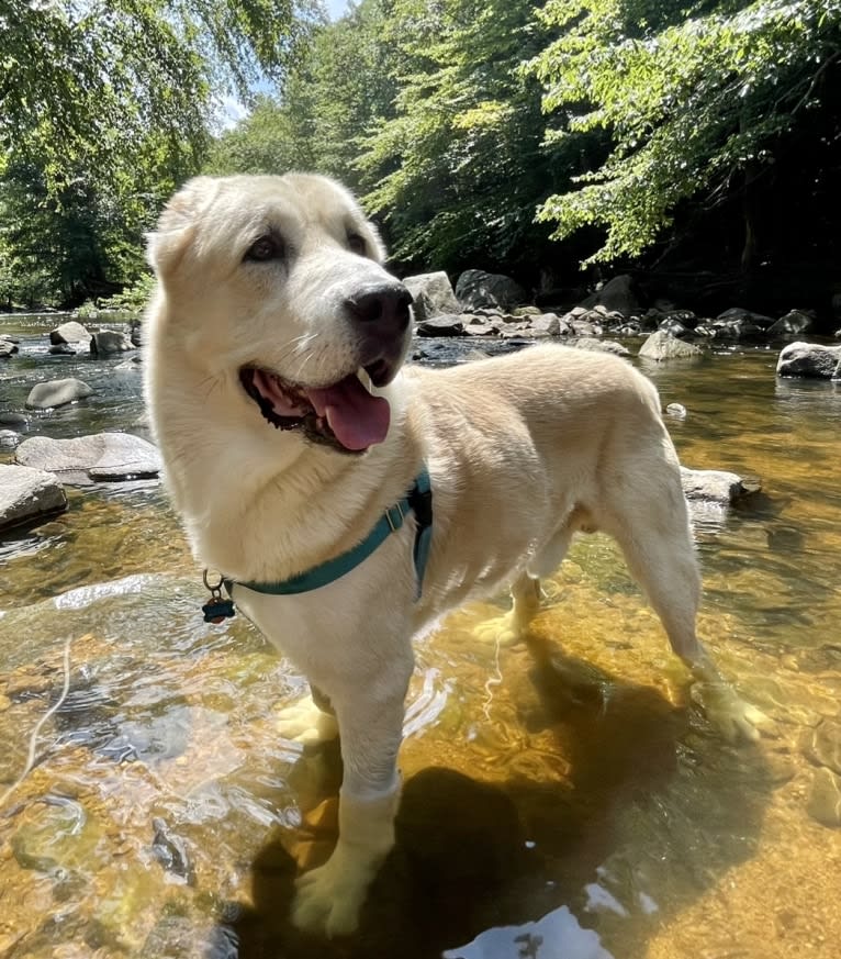 Zeus, a West Asian Village Dog tested with EmbarkVet.com